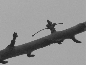 CUATRO POSTALES A MARTA